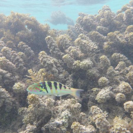 Catamaran Amaya - Sejour Insolite Sur Le Lagon De Moorea Hauru Exterior foto