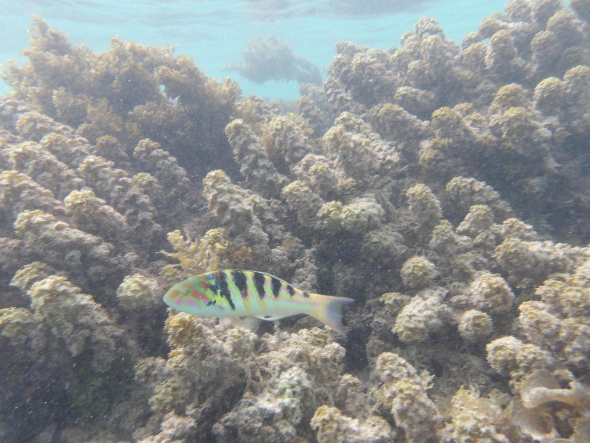 Catamaran Amaya - Sejour Insolite Sur Le Lagon De Moorea Hauru Exterior foto